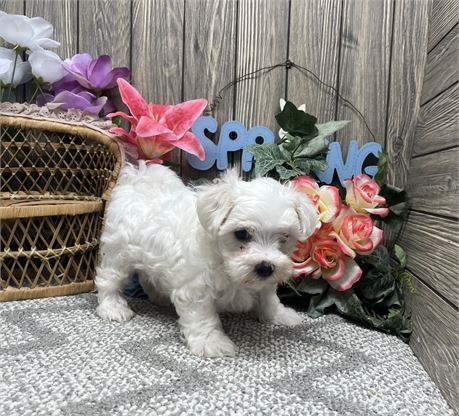 Male Maltese