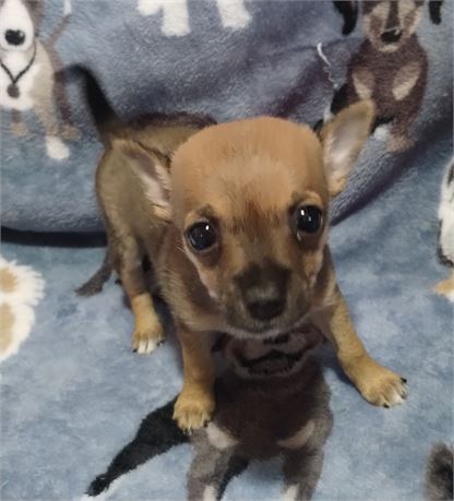 APRI female Chihuahua
