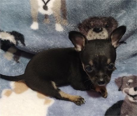 APRI Male Chihuahua