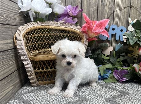 Male Maltese