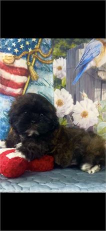 AKC  ShihTzu Male #1