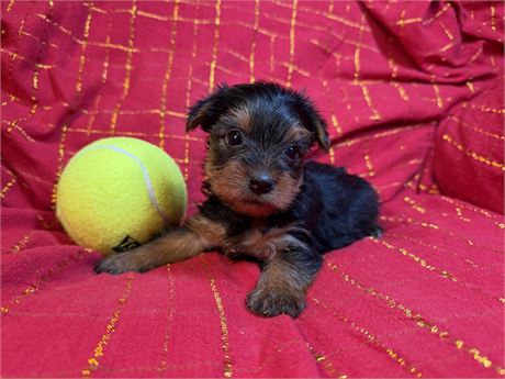 Yorkie- Indigo’s # 1 (M)