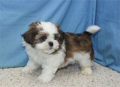 Male Shih Tzu