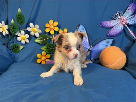 Chihuahua - Ghost’s # 1 (M)