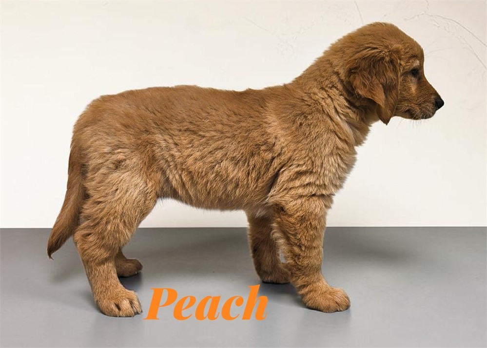 AKC Female Golden Retriever