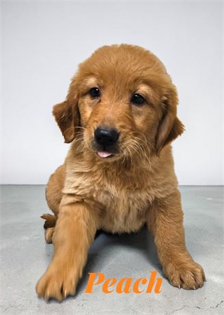 AKC Female Golden Retriever