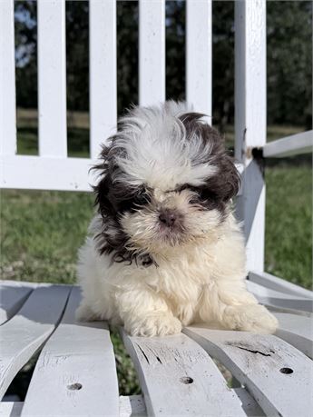 Chocolate & White AKC Male 2636-03