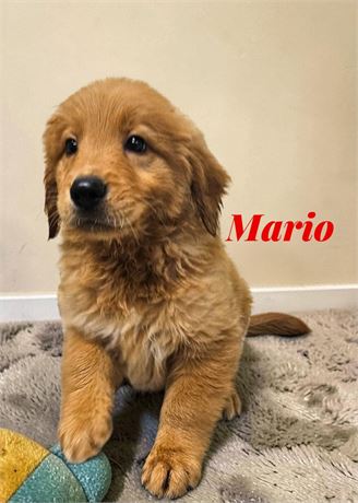 AKC Male Golden Retriever