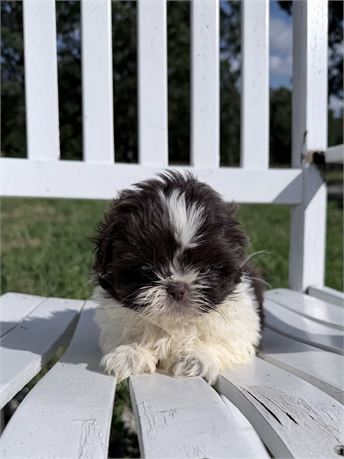 Chocolate & White AKC Male 2636-01