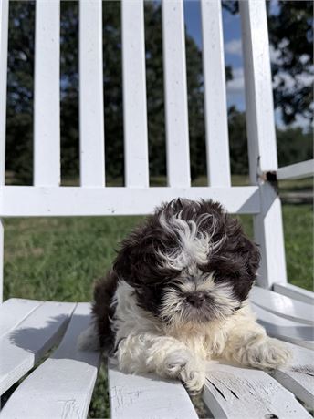 Chocolate & White AKC Male 2636-02