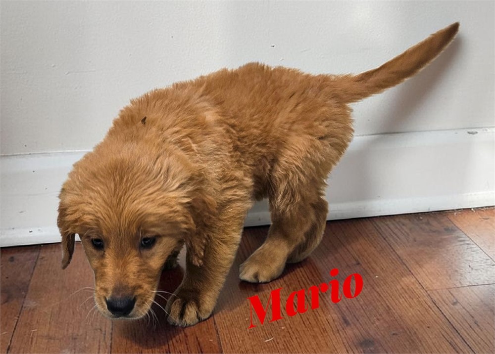 AKC Male Golden Retriever