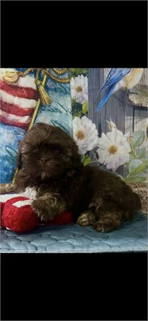AKC  ShihTzu Male #3