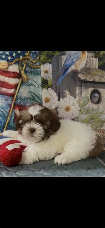 AKC  ShihTzu Male #2