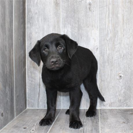 26121-03 Lab/Border Collie