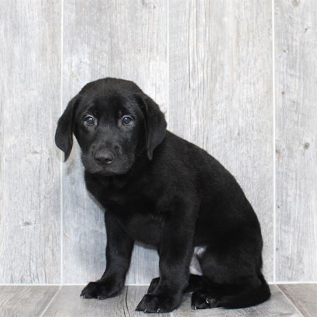 26120-02 Labrador Retriever
