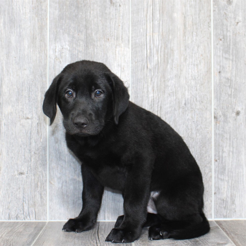 26120-02 Labrador Retriever