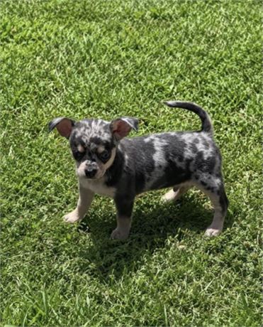 Chihuahua Male