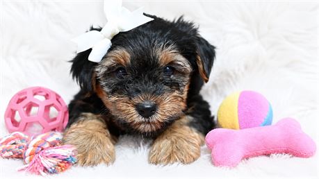 Female black and tan