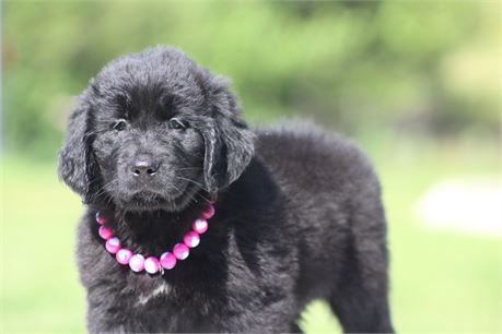 USDA Clean. Health testing. AKC Black Female