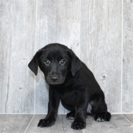 26121-04 Lab/Border Collie