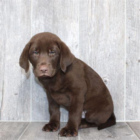 26120-03 Labrador Retriever