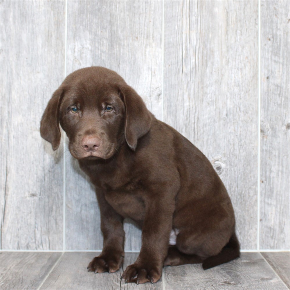 26120-03 Labrador Retriever