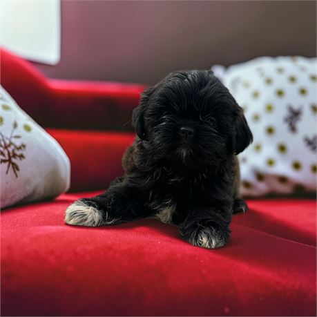 Black Shihtzu male