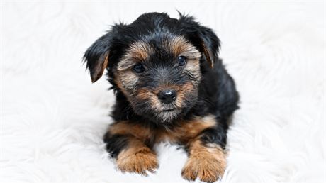 male black and tan