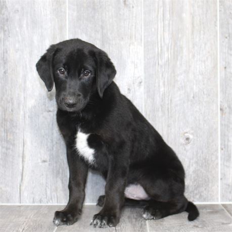 26121-01 Lab/Border Collie