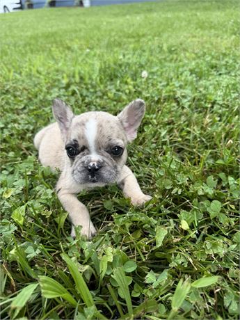 Dozer