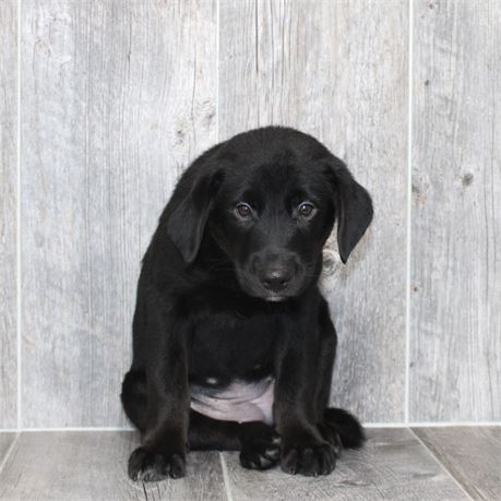 26121-02 Lab/Border Collie