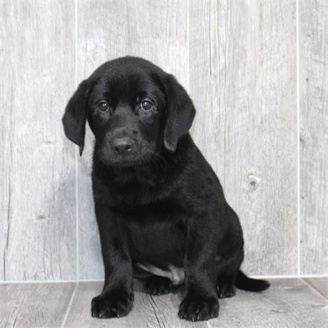 26120-01 Labrador Retriever