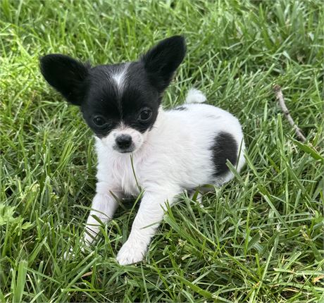 Nice Chihuahua Female