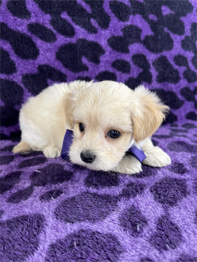 Bowie