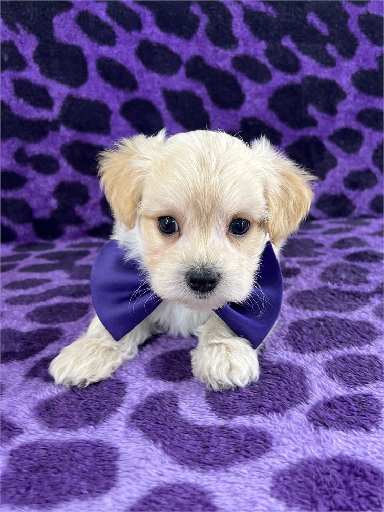 Bowie