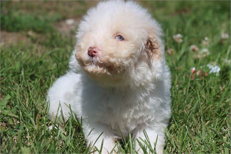 Female Poodle