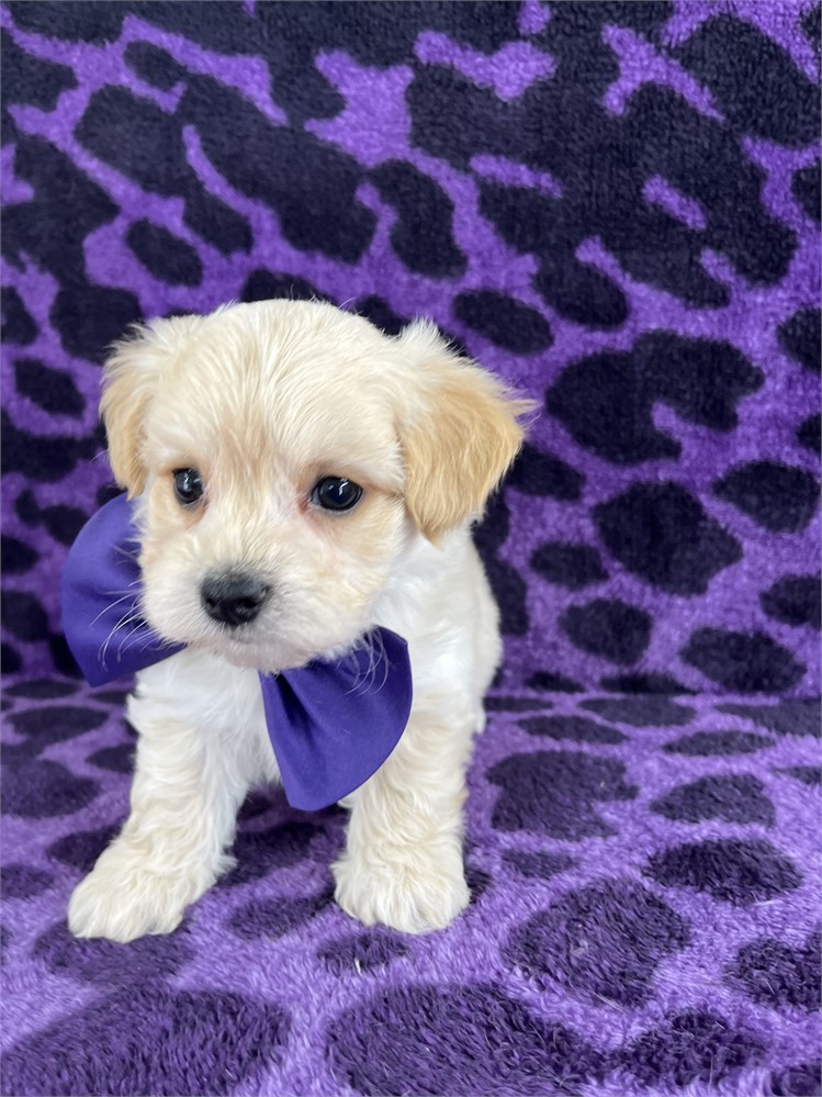Bowie