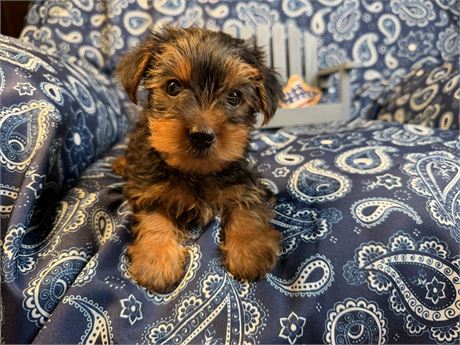 Yorkie- Indigo’s # 1 (M)