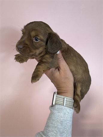 Mini DH DOB 5/21