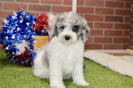 WHITE AND BLUE MERLE MINI COCKAPOO FEMALE 968