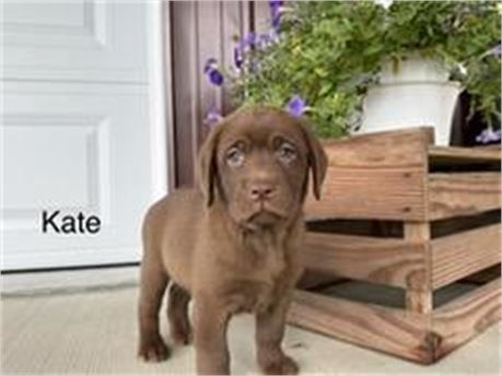 AKC Chocolate English Labrador - Kate