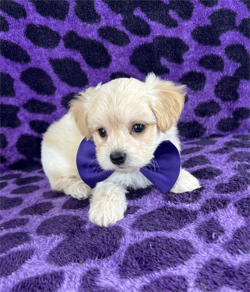 Bowie