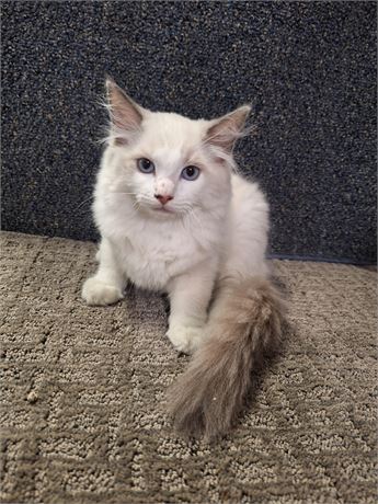Ragdoll blue-point bi-color male