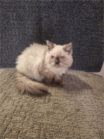 Himalayan Blue-point female