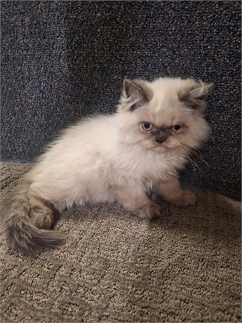 Himalayan Blue-point male