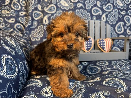 Yorkie - Madeline’s # 3 (F)