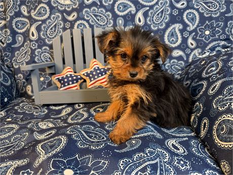 Yorkie - Madeline’s # 1 (M)