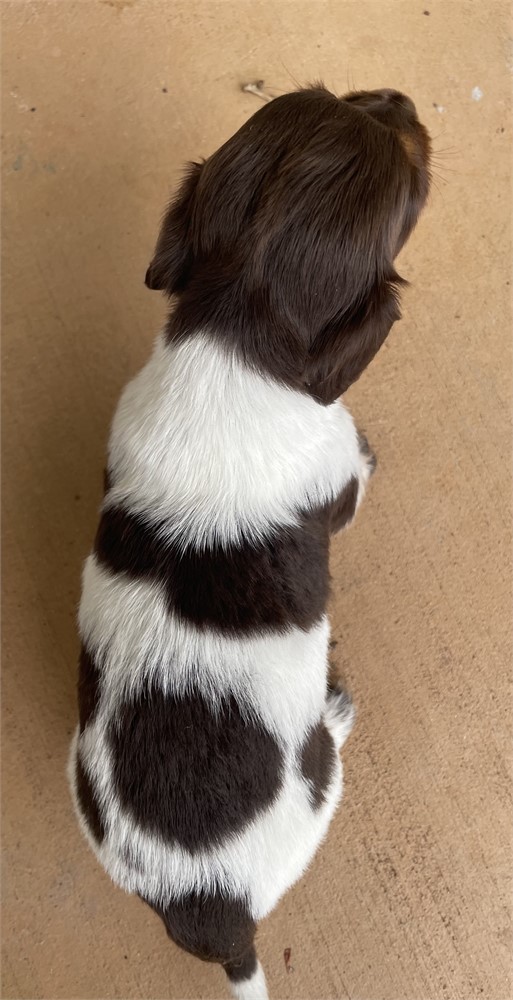 Mini Dachshund F She’s A Beauty!