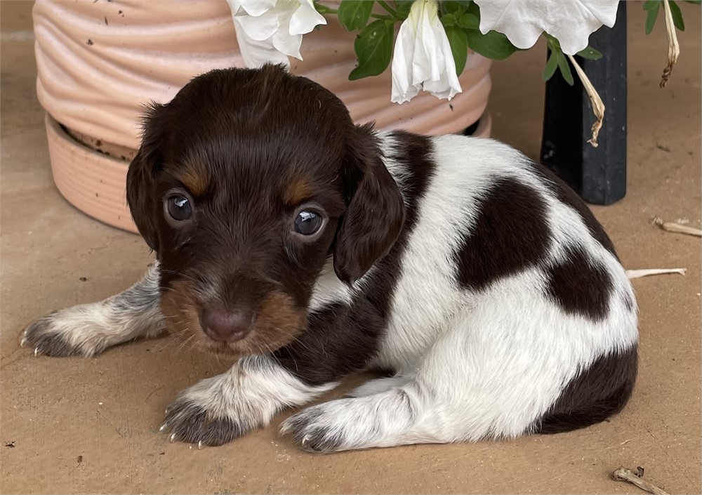 Mini Dachshund F She’s A Beauty!