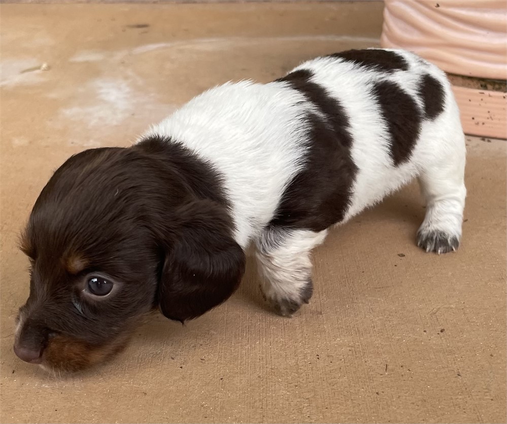 Mini Dachshund F She’s A Beauty!